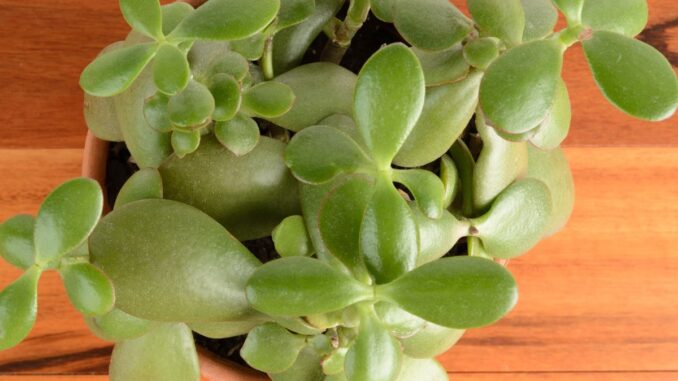 comment faire des boutures de l'arbre de jade comment faire des boutures de l'arbre de jade