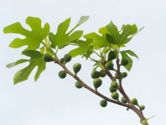 comment puis je polliniser une figue ?