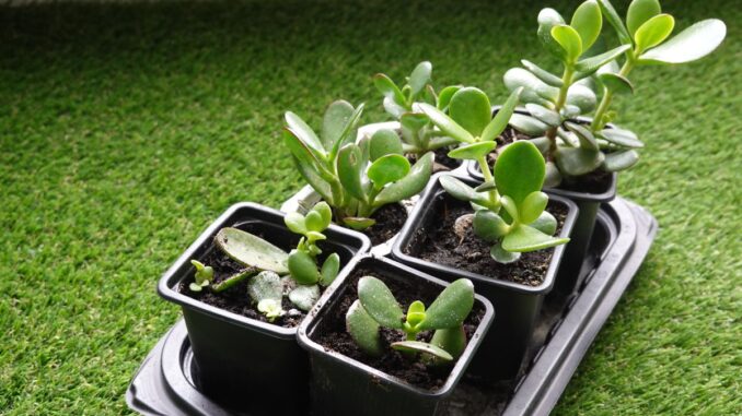 est ce qu'un arbre de jade pousse vite ? est ce qu'un arbre de jade pousse vite ?