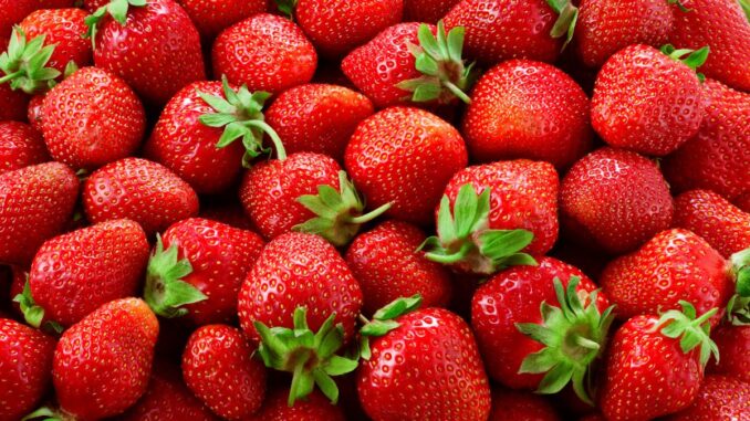 quand planter des fraises quand planter des fraises