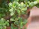 quelle est la taille adulte d'un arbre de jade ?