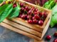 comment tailler un cerisier pour avoir des fruits