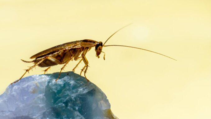 est ce que les cafards de jardin mangent les fils électriques