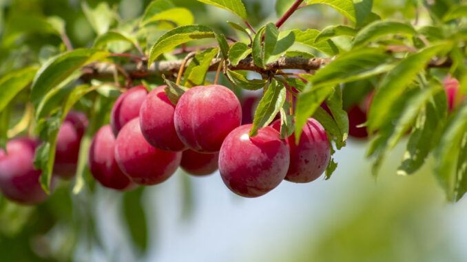 est il bon de manger une prune le soir est il bon de manger une prune le soir