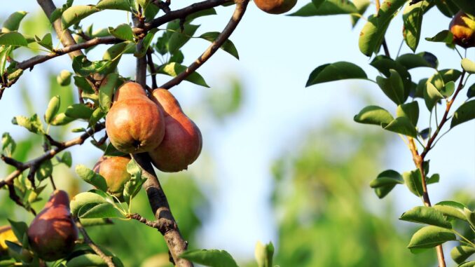 est il possible de planter un poirier seul est il possible de planter un poirier seul