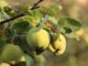 pourquoi mon cognassier ne fleurit pas