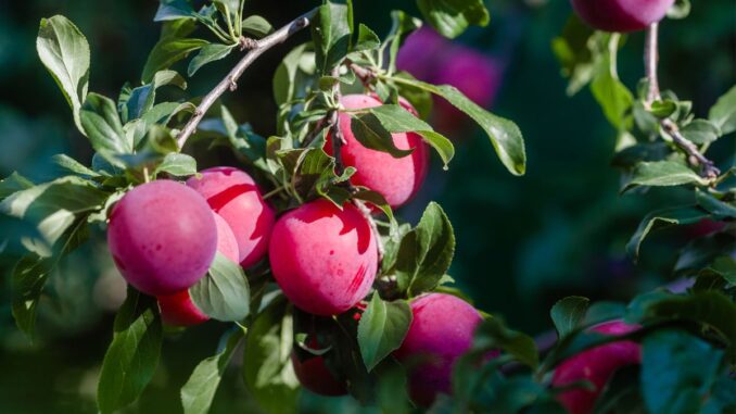 pourquoi planter deux pruniers