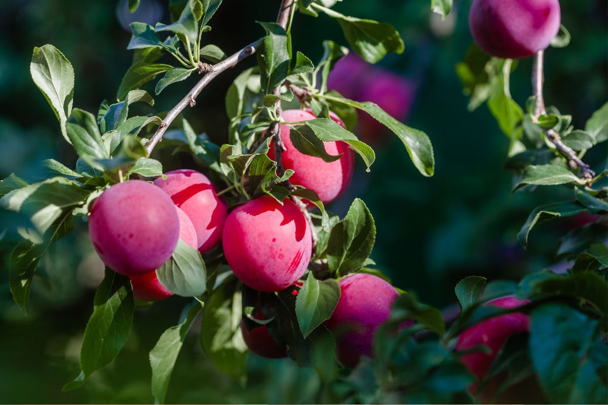 Pourquoi planter deux pruniers ? | Verger Mirabelle