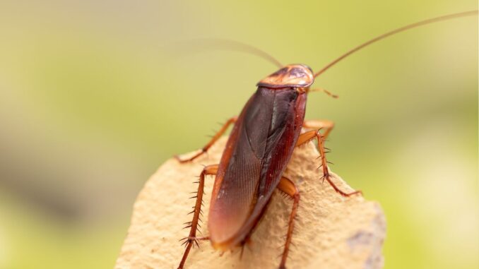 quand disparaissent les cafards de jardin