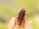 quand disparaissent les cafards de jardin