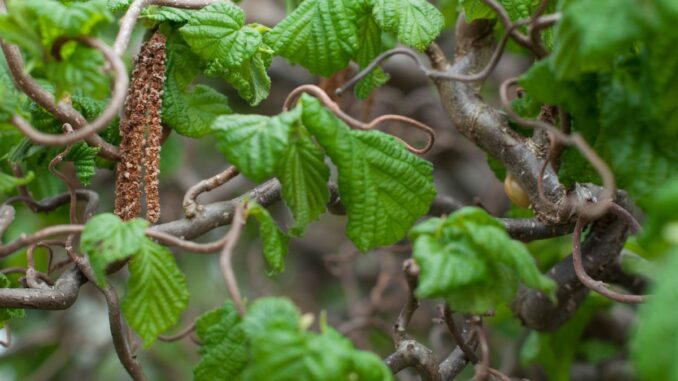que peut on faire avec des branches de noisetier que peut on faire avec des branches de noisetier