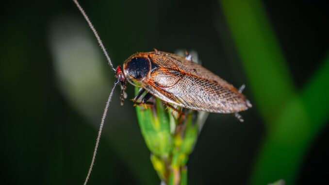 quel est le prix d'une désinsectisation de cafards de jardin