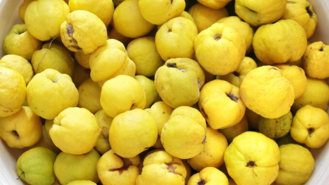 quelle est la différence entre un coing et une poire