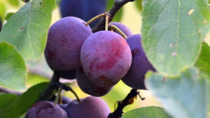 quelle est la différence entre un prunier et un prunellier