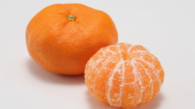 combien de temps faut il pour que la mandarine porte des fruits