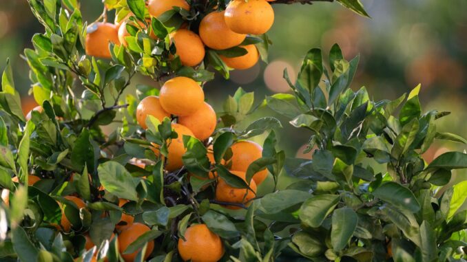 comment cultive t on les mandarines sans pépins