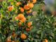 comment cultive t on les mandarines sans pépins