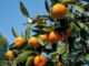 comment savoir quand mes mandarines sont prêtes à être cueillies