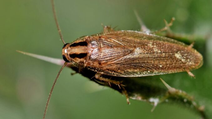 comment savoir si on a des blattes germaniques dans son jardin