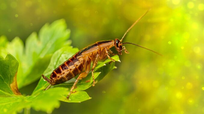 comment se débarrasser d'une blatte germanique