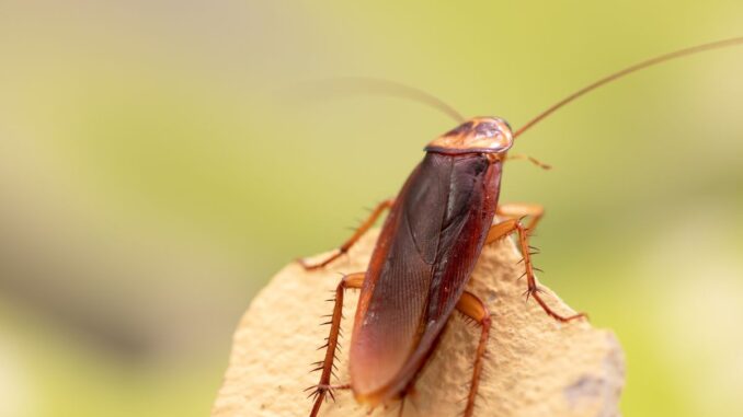 différences entre blatte de jardin et blatte de maison