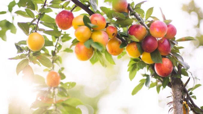 d’où vient le fruit mirabelle d’où vient le fruit mirabelle