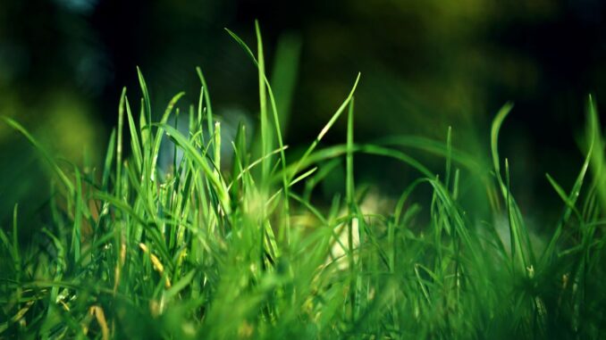 est ce que retourner la terre tue les mauvaises herbes est ce que retourner la terre tue les mauvaises herbes