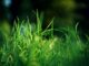 est ce que retourner la terre tue les mauvaises herbes
