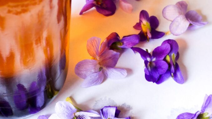 la violette sauvage une fleur excellente en sirop