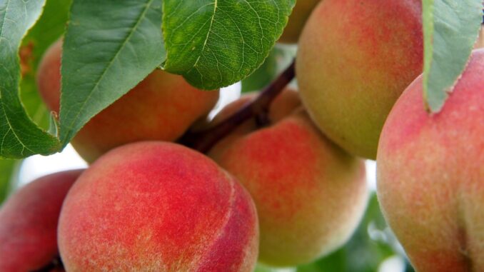 pourquoi mon arbre fruitier ne donne t il jamais de fruits