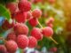 quel arbre fruitier n'a pas besoin de greffe