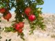 quel arbre fruitier prend le moins de place
