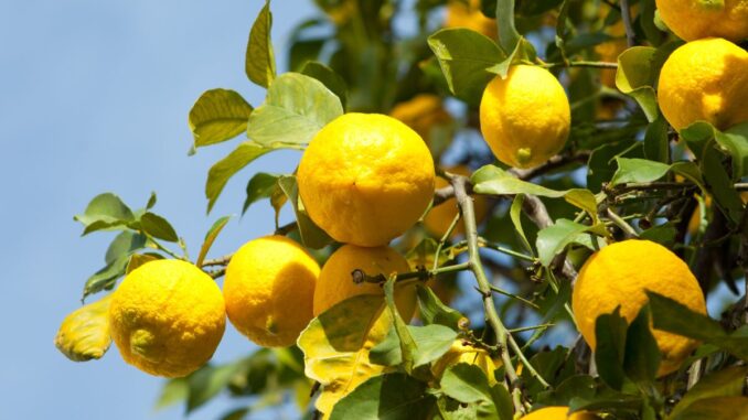 quel est l'arbre fruitier qui pousse le plus vite
