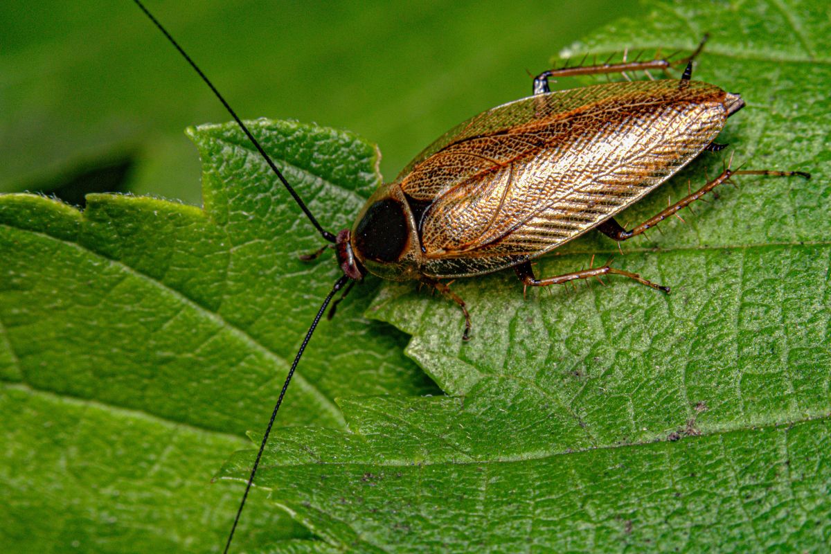 Quel insecte de jardin ressemble à une blatte de jardin ? Verger — free download