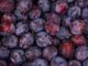 quelle est la poudre blanche sur les prunes