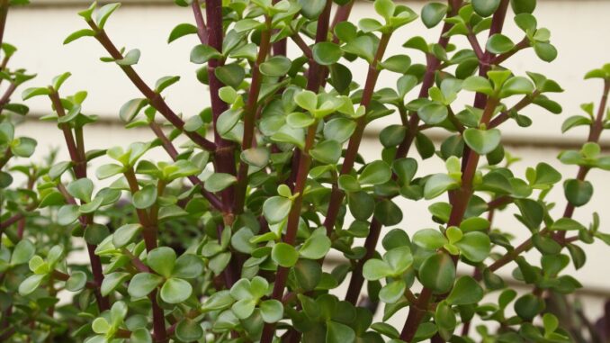 quelles est la signification spirituelle de l'arbre de jade