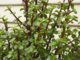 quelles est la signification spirituelle de l'arbre de jade