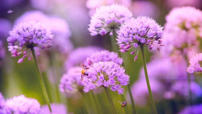 quelles fleurs violettes planter pour égayer l'automne quelles fleurs violettes planter pour égayer l'automne