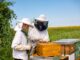 Se lancer dans l'apiculture : nos conseils et ressources