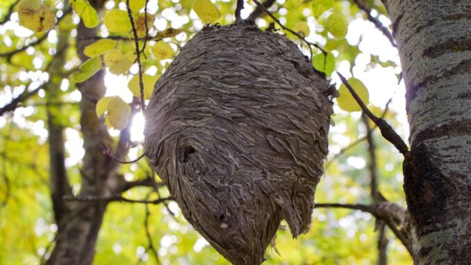 Nid de guêpe près des mirabelliers : faut-il s’inquiéter pour la récolte ?