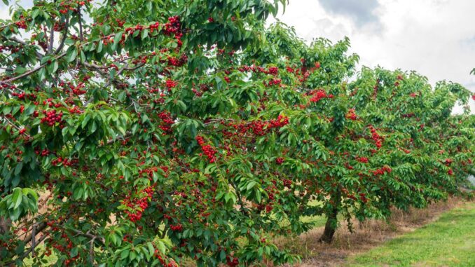 cerisiers variétés autofertiles et pollinisateurs recommandés