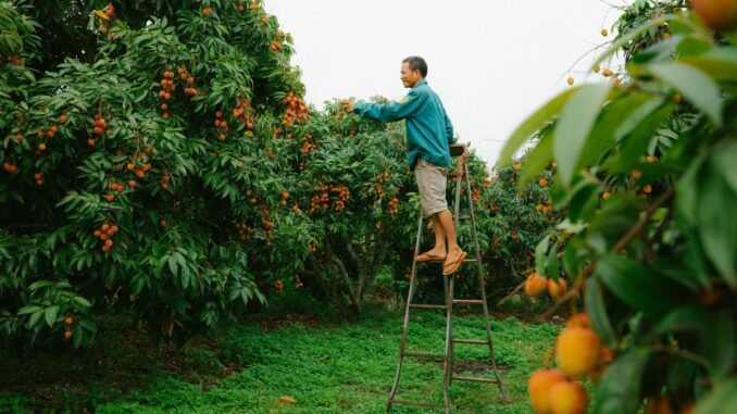 comment cueillir des fruits en hauteur