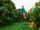 comment cueillir des fruits en hauteur