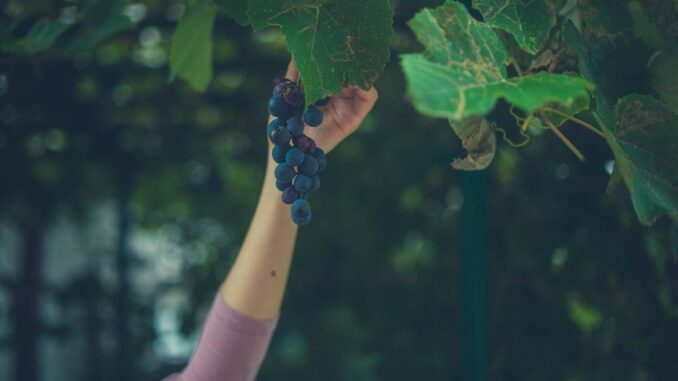 cueillette des fruits du voisin qui dépassent que dit la loi