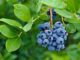 myrtille guide complet pour planter et entretenir au jardin