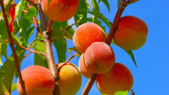 pêcher et nectarinier prévenir la cloque et réussir la taille