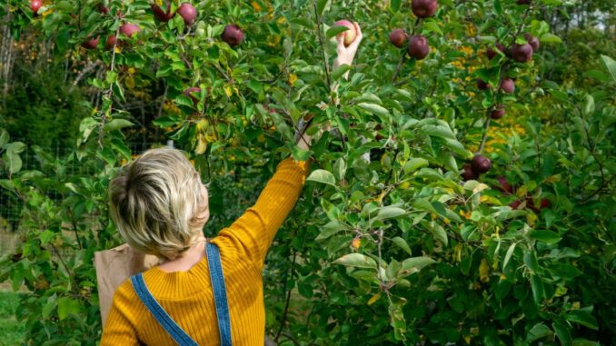 peut on cueillir les fruits qui dépassent des jardins et vergers