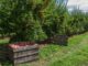 plantation d’arbres fruitiers quand planter et comment réussir