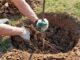 reprise après plantation arrosage, paillage et taille de formation