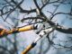 taille des arbres fruitiers principes de base et calendrier